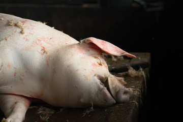 Swine slaughterhouse uses hot water for swine breeding in Thailand.