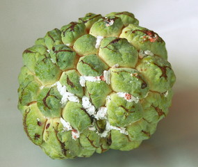 Aphids in Apple custard