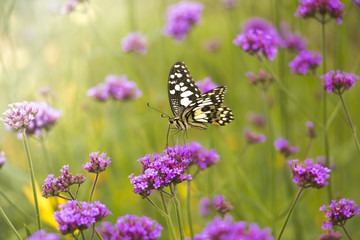 Beautiful Butterfly on Colorful Flower garden, background nature