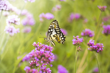 Beautiful Butterfly on Colorful Flower garden, background nature