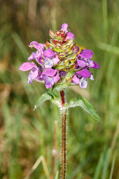 Prunella vulgaris. Prunela, Consuelda menor.