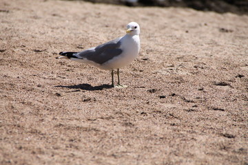 Die Silbermöwe