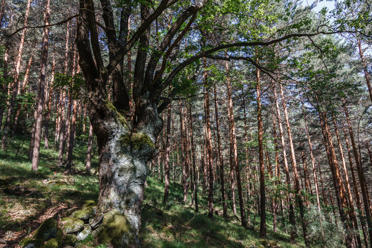 Roble albar en bosque de Pinos albares. Quercus petraea. Pinus sylvestris.