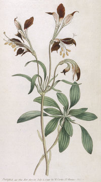 Alstroemeria Ligtu. Date: 1795
