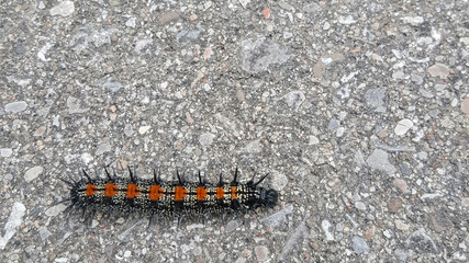 Fancy caterpillar