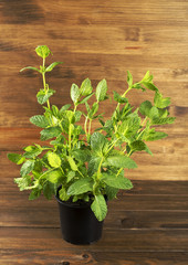 Peppermint plant on wooden table. Vertical studio shot.