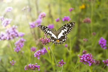 Beautiful Butterfly on Colorful Flower garden, background nature