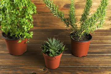 Decoratives green plants on wooden table. Horizontal studio shot.
