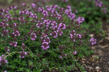 Flowering thyme