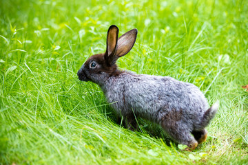 Gray rabbit walking on green grass in summer  