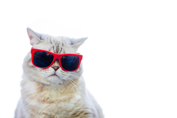 Naklejka premium Portret jest ubranym okulary przeciwsłonecznych odizolowywających na białym tle kot
