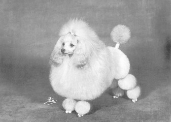 Fall - Crufts - 1966 - Poodle. Date: 1966