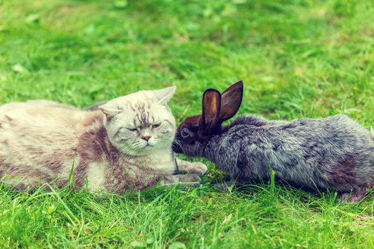 Cat and rabbit lying together outdoor on the grass
