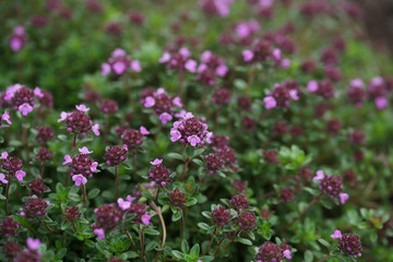 Flowering thyme