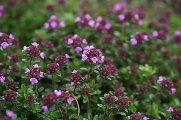 Flowering thyme