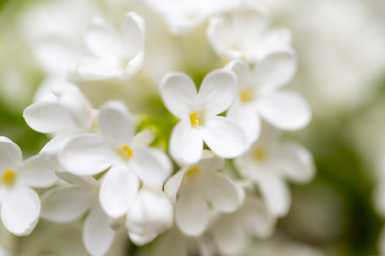 White Flowers Of Lilac On Nature