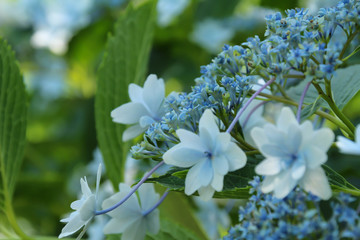 青い紫陽花の花