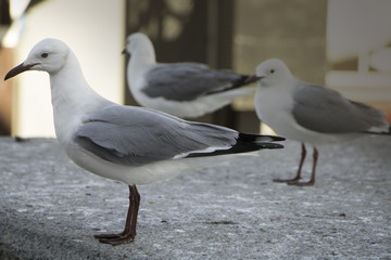 Seagulls on a ledge