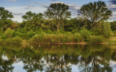 Fototapeta na wymiar Reiher im See in der Nähe des Ufers