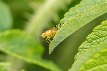 fliegen