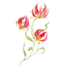 Watercolor vector gloriosa rothschildiana flower