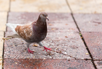 Dove on the sidewalk in the city