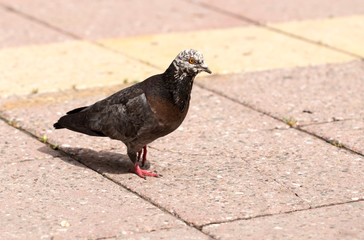 Dove on the sidewalk in the city