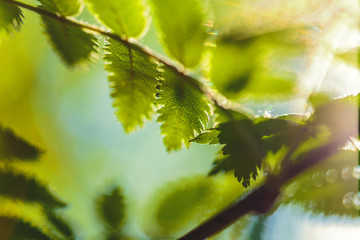 Leaves of mountain ash close-up