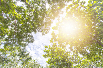 Forest Trees. Nature green wood sunlight Background