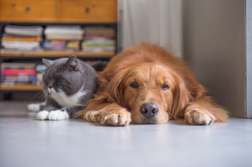 British shorthair cats and Golden Retriever