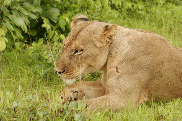 Lion wild dangerous mammal africa savannah Kenya