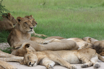 Lion wild dangerous mammal africa savannah Kenya