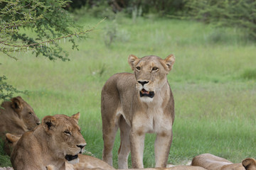Naklejka na ściany i meble Lion wild dangerous mammal africa savannah Kenya