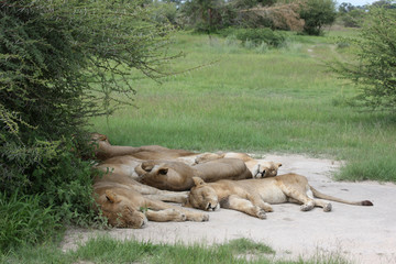 Lion wild dangerous mammal africa savannah Kenya