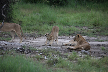 Lion wild dangerous mammal africa savannah Kenya