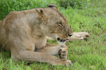 Lion wild dangerous mammal africa savannah Kenya