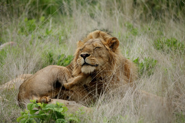 Obraz na płótnie Canvas Lion wild dangerous mammal africa savannah Kenya