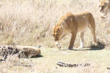 Lion wild dangerous mammal africa savannah Kenya