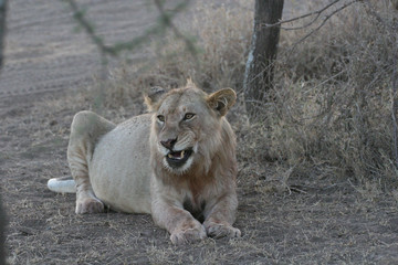 Lion wild dangerous mammal africa savannah Kenya