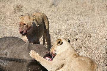 Wild Lion mammal eating buffalo africa savannah Kenya