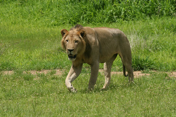 Lion wild dangerous mammal africa savannah Kenya