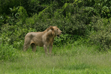 Lion wild dangerous mammal africa savannah Kenya