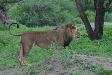 Obraz premium Lion wild dangerous mammal africa savannah Kenya