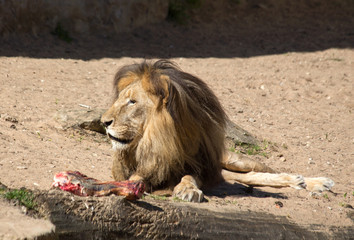 Wild Lion mammal eating zebra africa savannah Kenya