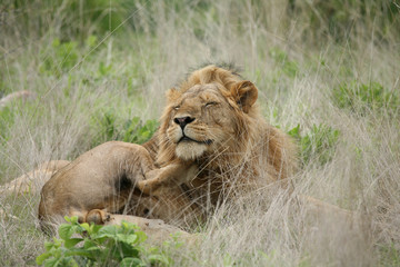 Lion wild dangerous mammal africa savannah Kenya