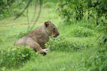 Lion wild dangerous mammal africa savannah Kenya
