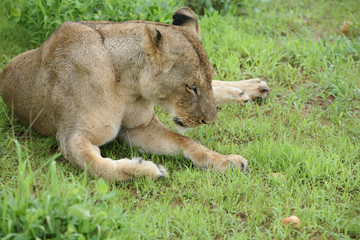 Lion wild dangerous mammal africa savannah Kenya