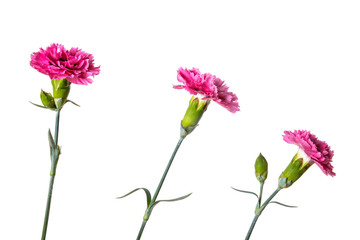 Bouquet of garden flowers isolated on a white background