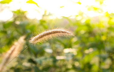 grass flower in morning