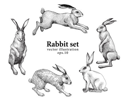 Set of hand drawn rabbit illustrations isolated on white background. Vector vintage illustration.